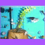 Notice The Bushes.jpg